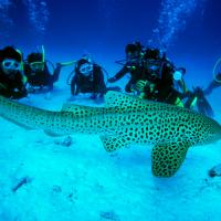 Under Water, Similand Island