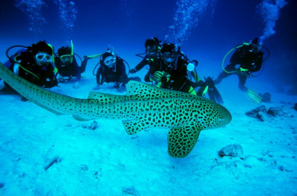 Under Water, Similand Island