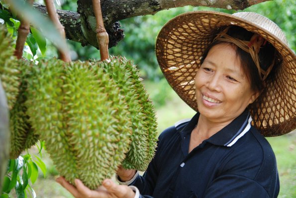 Durian 1