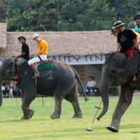King'Cup Elephant Polo Tournament Chiangrai 2