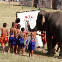 Surin Elephant Roundup 2