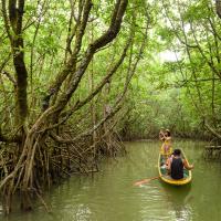 178.Trat_Ban Tha Ranae_mangrove forest_581142SS