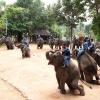The Thai Elephant Conservation Center,Lampang 1 
