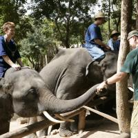 The Thai Elephant Conservation Center,Lampang 2 