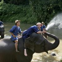 The Thai Elephant Conservation Center,Lampang 3 
