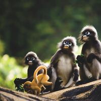53 Spectacled Langur Family