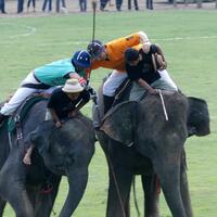 King'Cup Elephant Polo Tournament Chiangrai 1