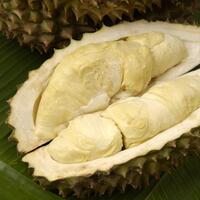 Food & Fruit 066