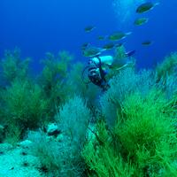 ChumPhon Islands 1