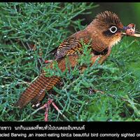 Doi_Inthanon