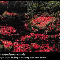Phu_Kradueng