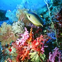 Similan Marine National Park