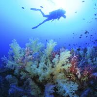 144.Phang Nga-Mu Ko Similan National Park-Diving-0022PS