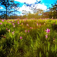 36.Chaiyaphum-Pa Hin Ngam National Park-06BB