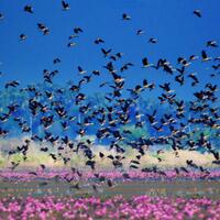 66.Phatthalung-Thale Noi Waterfowl Park-0650PSP