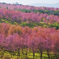67.Phetchabun-Phu Lom Lo(1)
