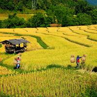 Rice Terrace, Mae Hong Son